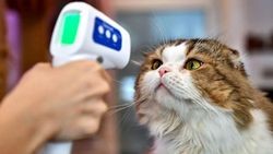 DSÖ Covid-19'un insanlardan hayvanlara bulaşma ihtimalini doğruladı.