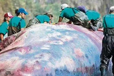Ölü bulunan balinanın içinden servet çıktı
